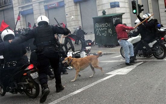 Riot Dog 8